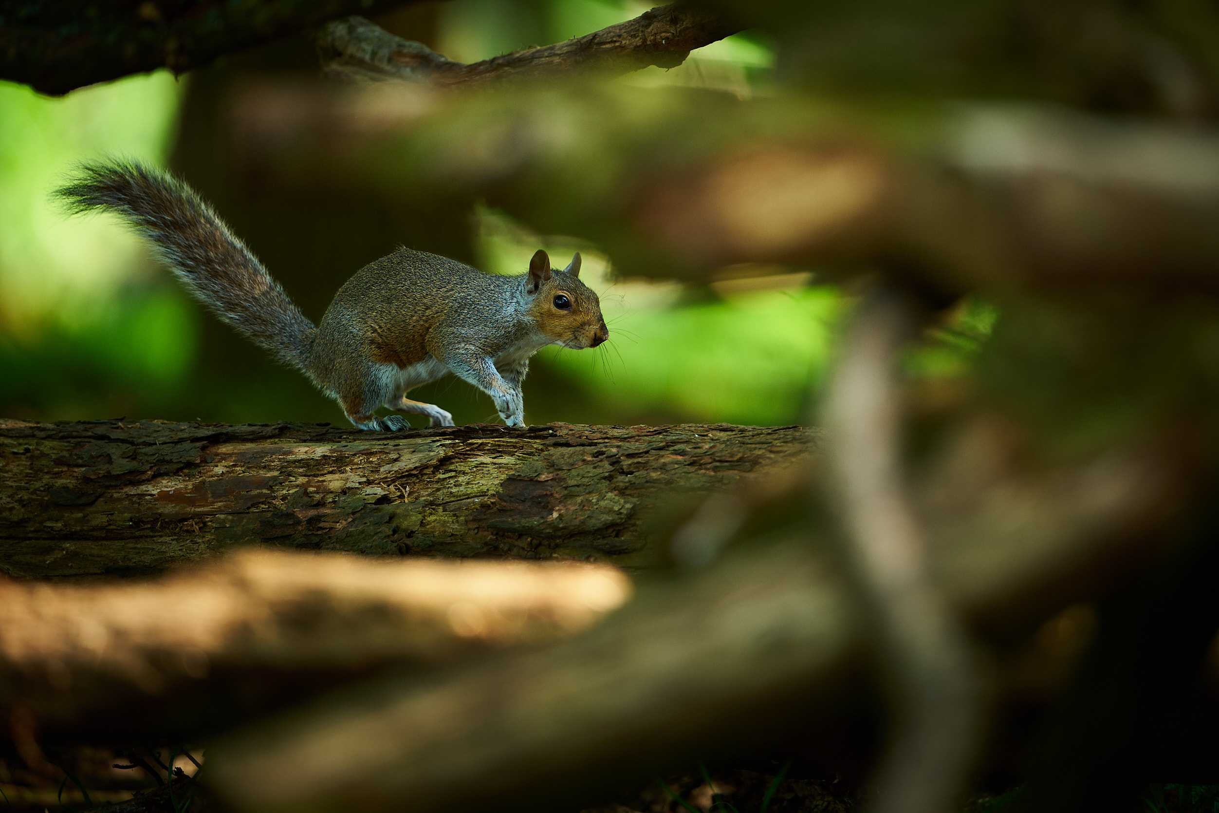 Sneaky squirrel